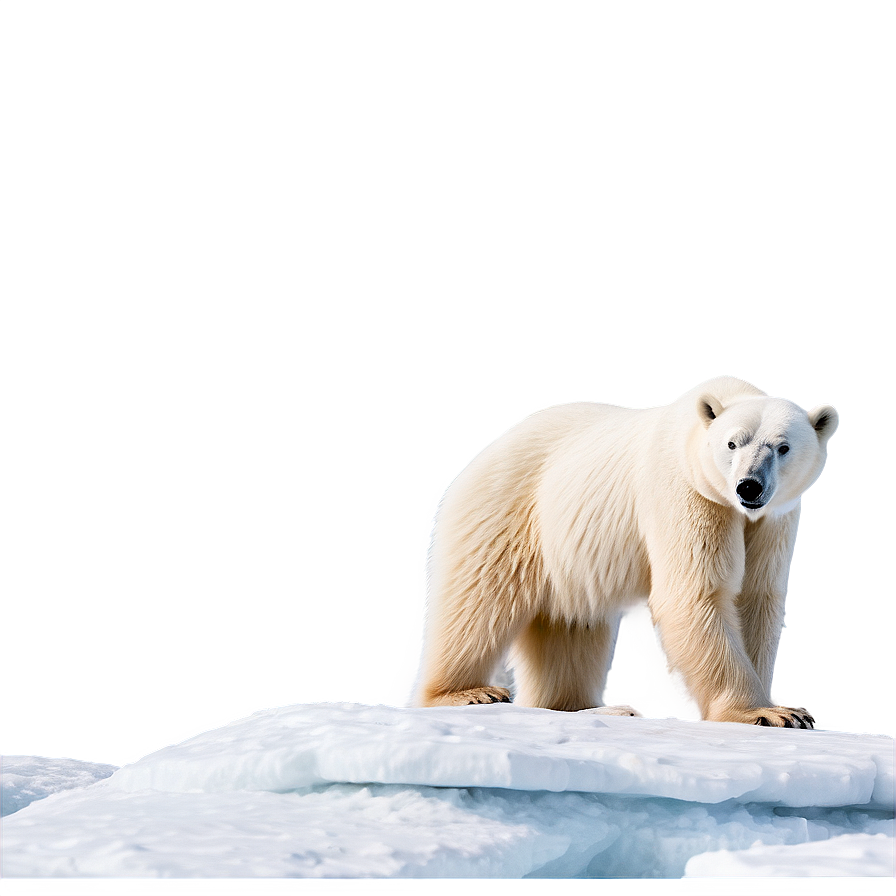 Polar Bear In Arctic Landscape Png 12