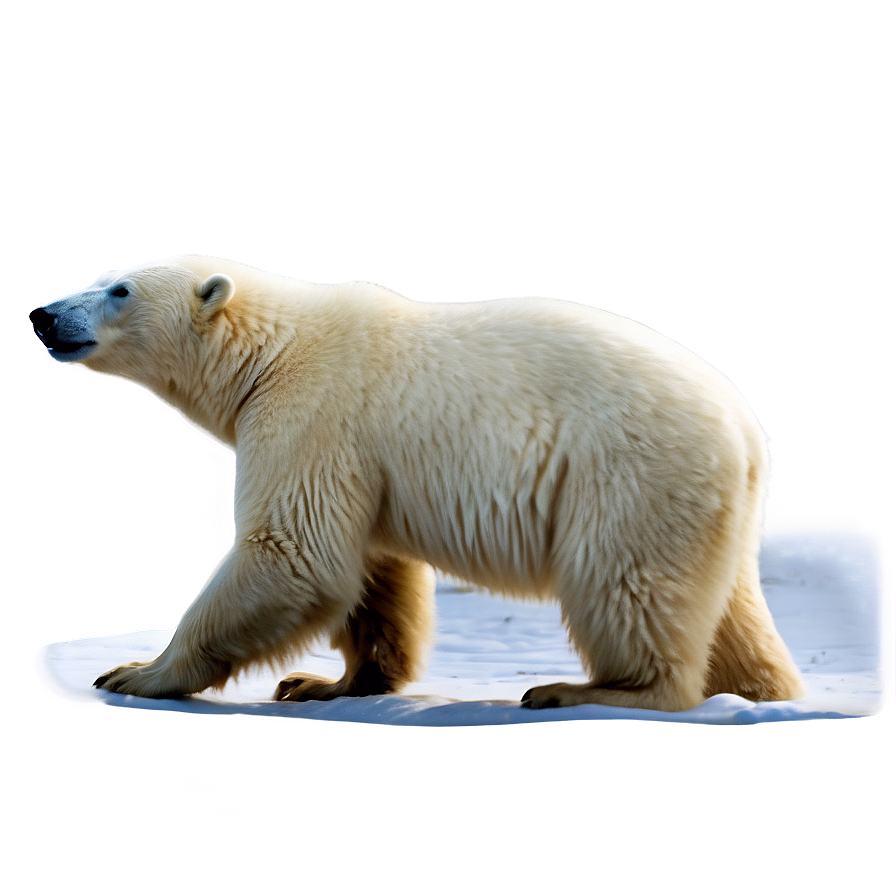 Polar Bear In Blizzard Png Hic