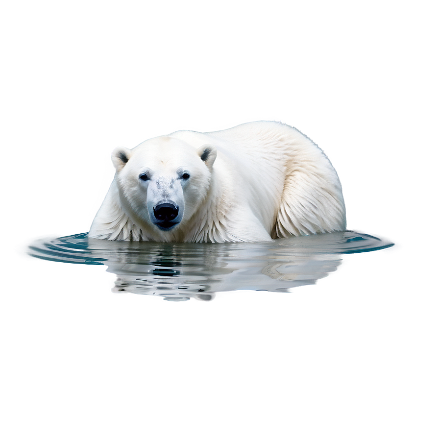 Polar Bear In Water Png Rde87