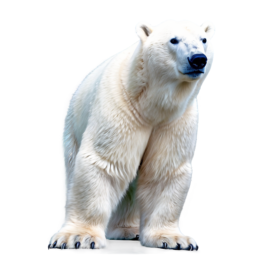 Polar Bear Looking Up Png 71