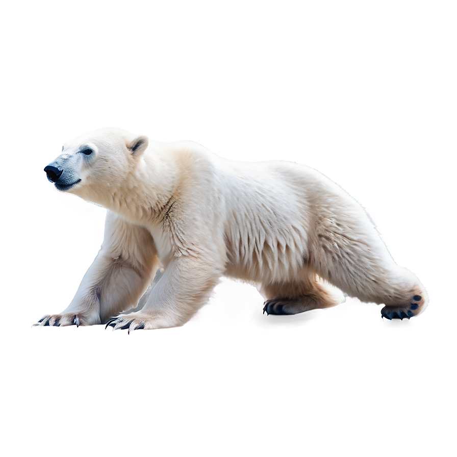 Polar Bear Mother And Cub Png Jlq