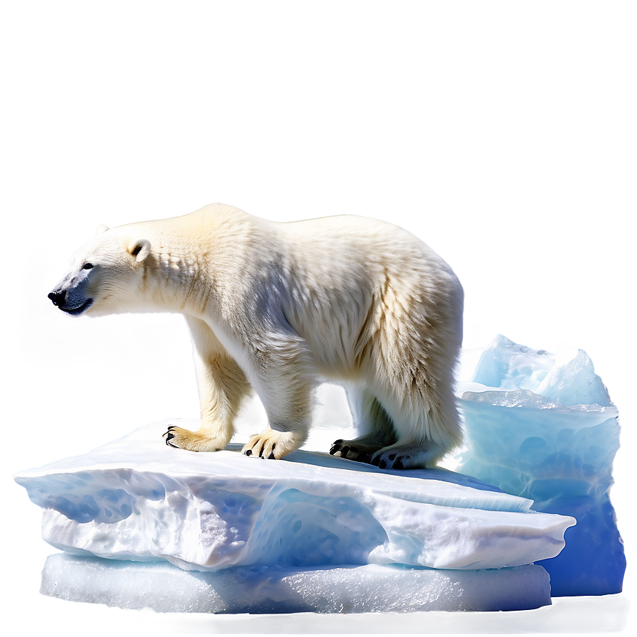 Polar Bear on Iceberg PNG 05062024 PNG with transparent background