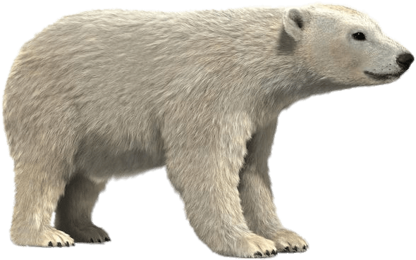 Polar Bear 3d Model - Realistic Polar Bear Cartoon, HD Png Download PNG with transparent background