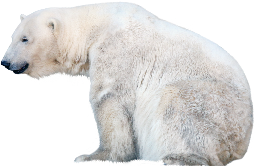 Polar Bear Png Free Pic - Polar Bear Transparent Background, Png Download PNG with transparent background
