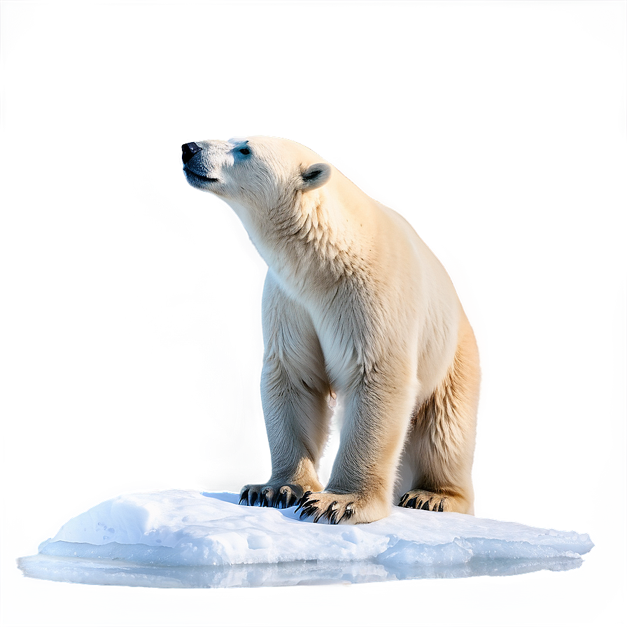 Polar Bear Profile Png 05062024