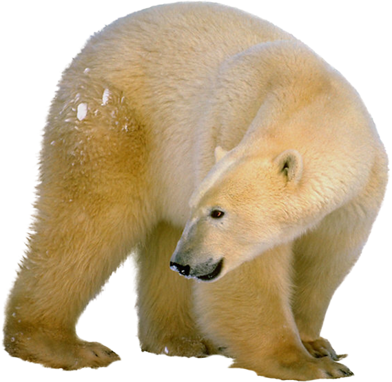 Polar White Bear Png - Polar Bear Adoptions, Transparent Png PNG with transparent background