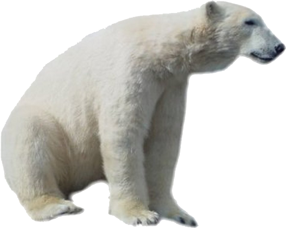 Polar Bear Png Hd - Real Polar Bear Clipart, Transparent Png PNG with transparent background
