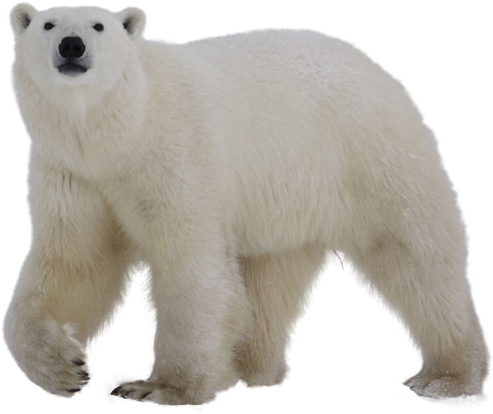 Polar Bear Standing Transparent Background.png