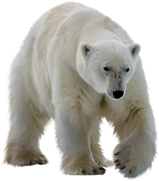 Real Polar Bear Png Transparent Image - Polar Bear With No Background, Png Download PNG with transparent background