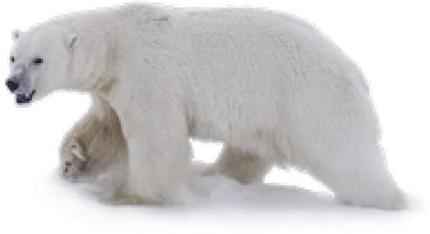 Polar Bear Png Transparent Images - Polar Bear Clear Background, Png Download PNG with transparent background