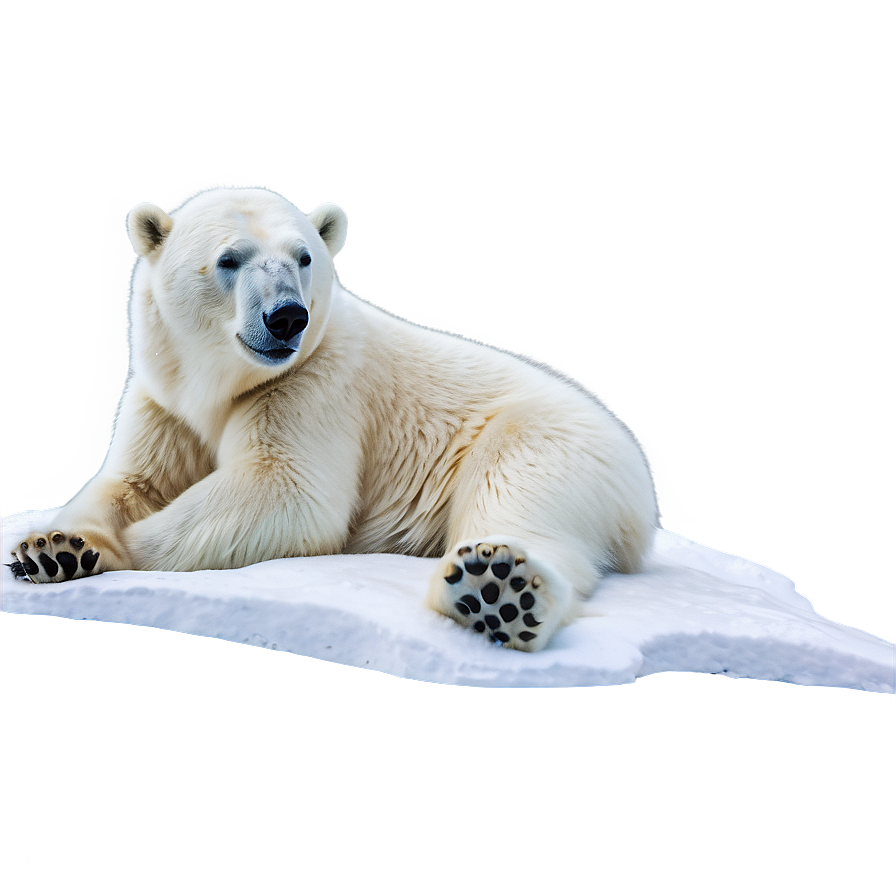 Polar Bear Winter Scene Png Pdc