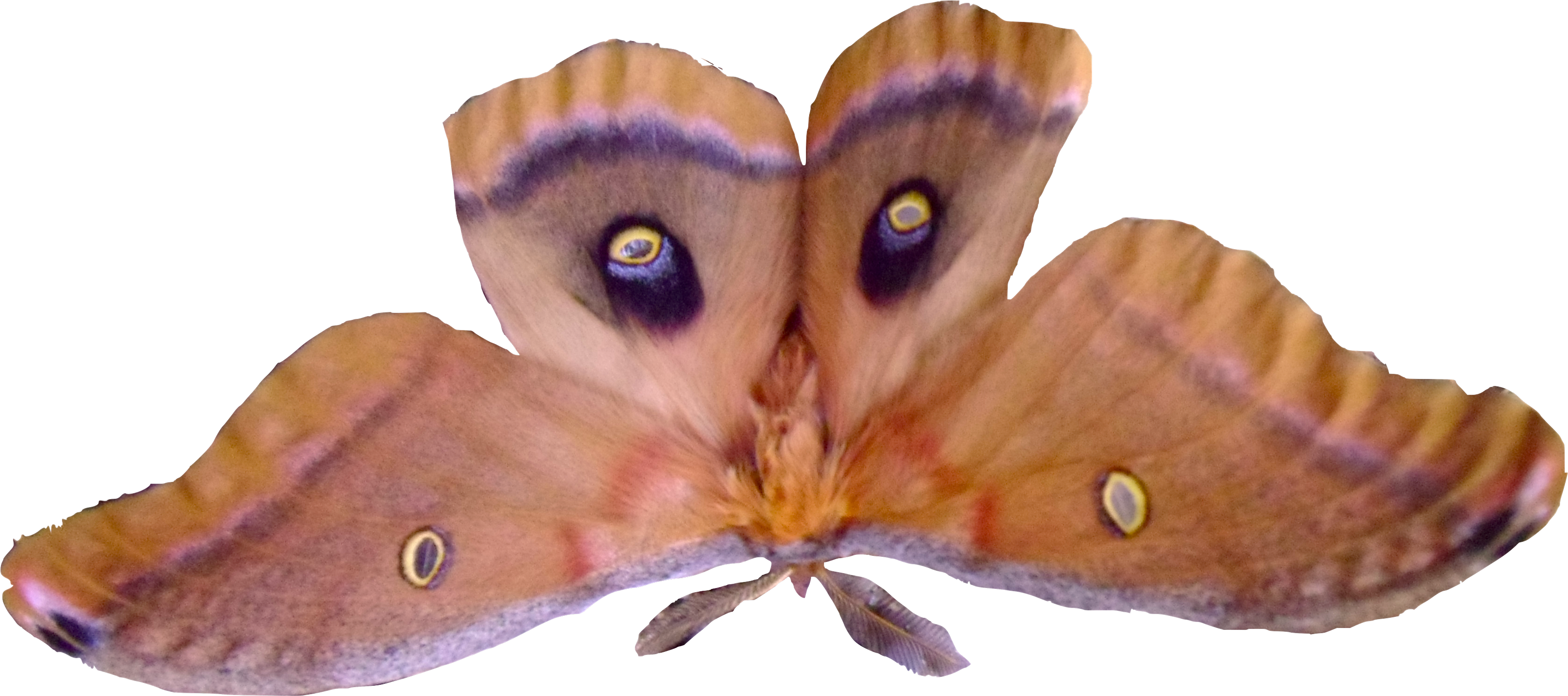 Except For Fall And Winter It Is Bug Season In Most - Silk Moth Png, Transparent Png PNG image with a transparent background, free high-resolution download