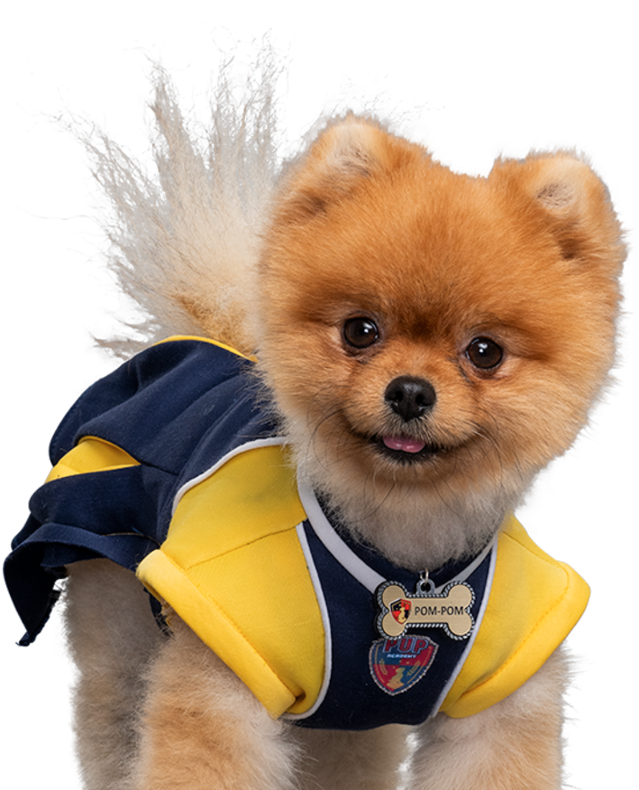 Pomeranianin Cheerleader Outfit