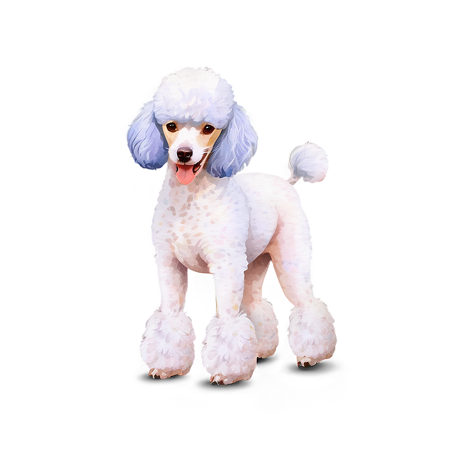 Poodle Watercolor Png 06112024