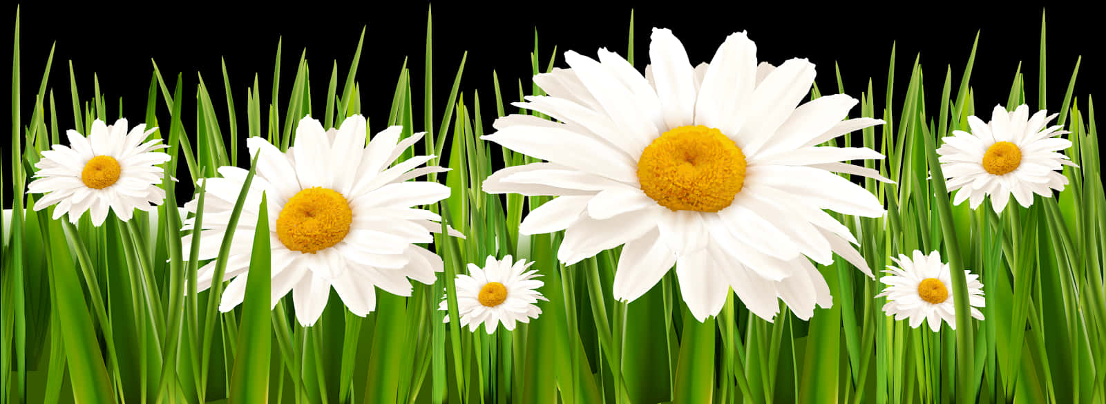 Poppies And Daisies With Grass Png Clipart Picture - Daisies Png, Transparent Png PNG with transparent background