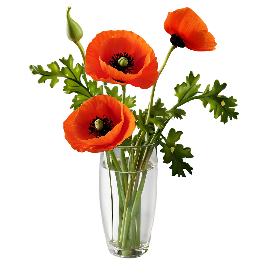 Poppy in Vase PNG pso63 PNG with transparent background