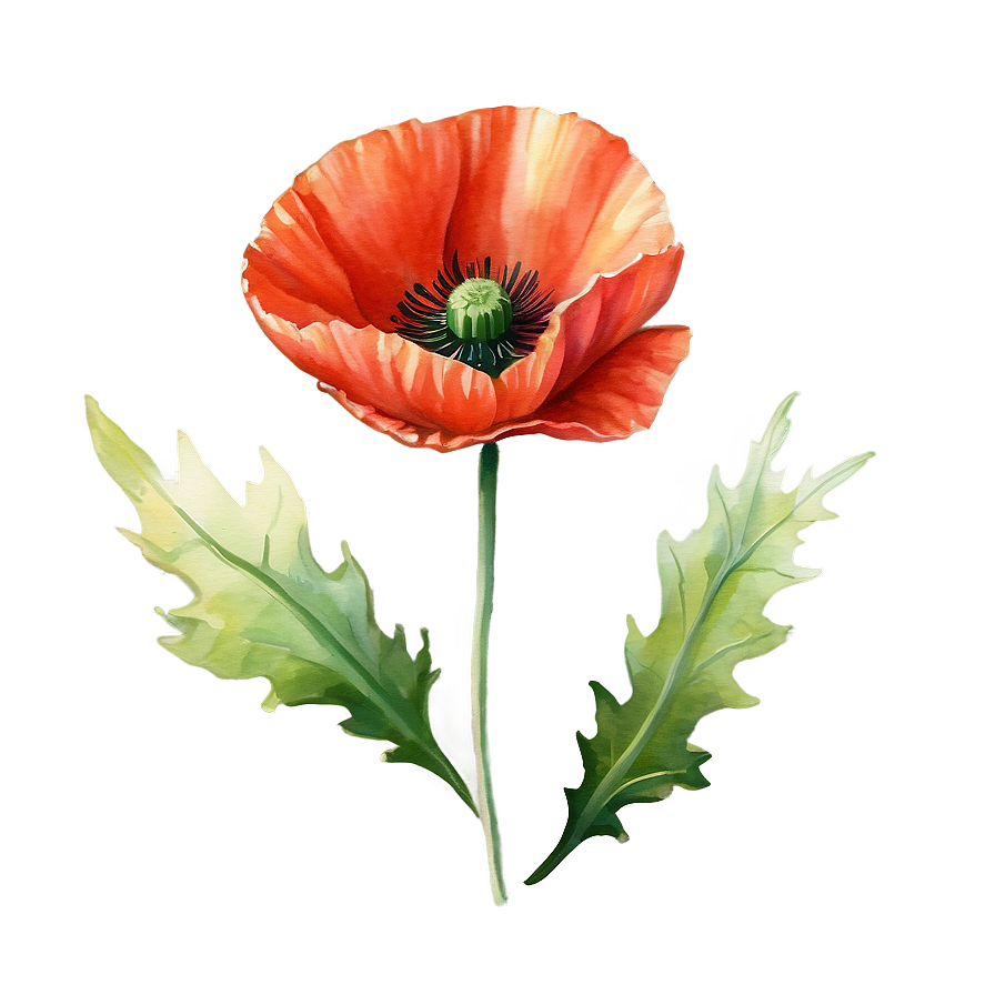 Poppy Watercolor Rendering Png Lrf19