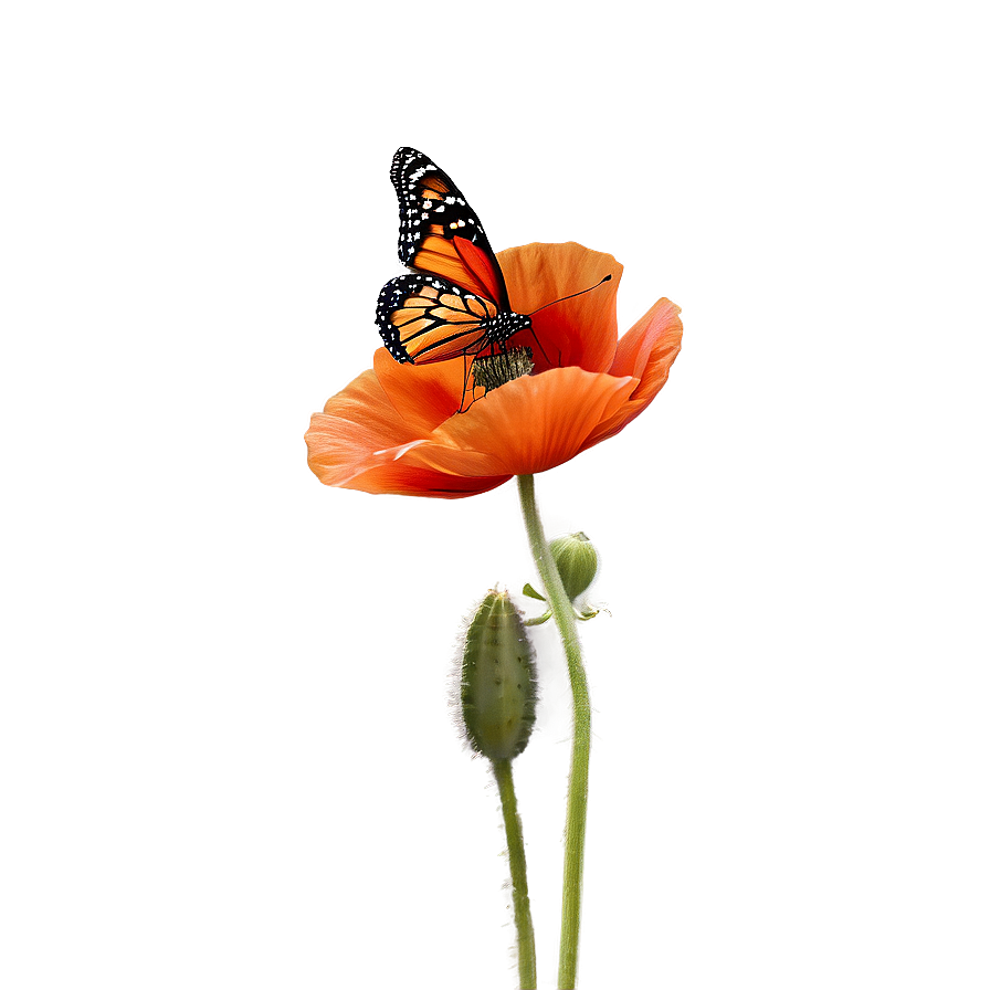 Poppy with Butterfly PNG 06112024 PNG with transparent background