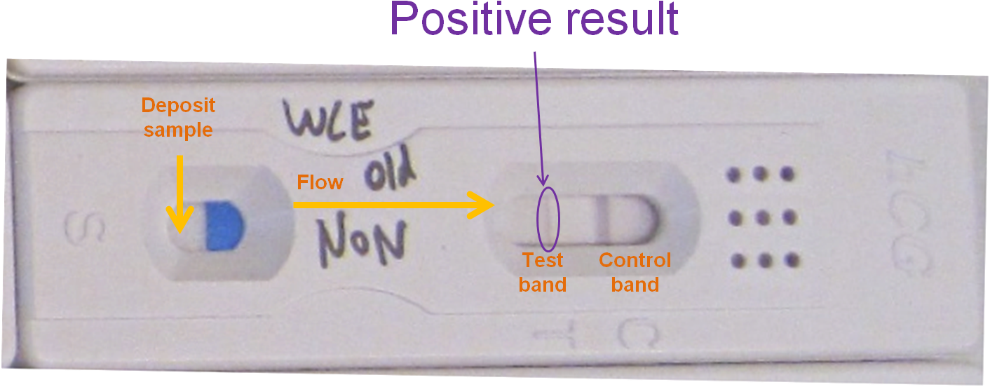Pregnancy Tests Folding Solution - Hcg Test Results Positive, HD Png Download PNG with transparent background