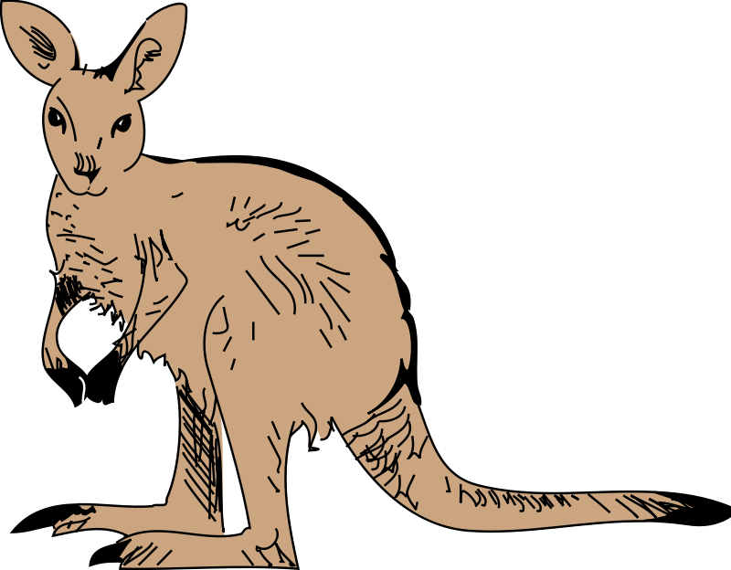 Possum Illustration Artwork