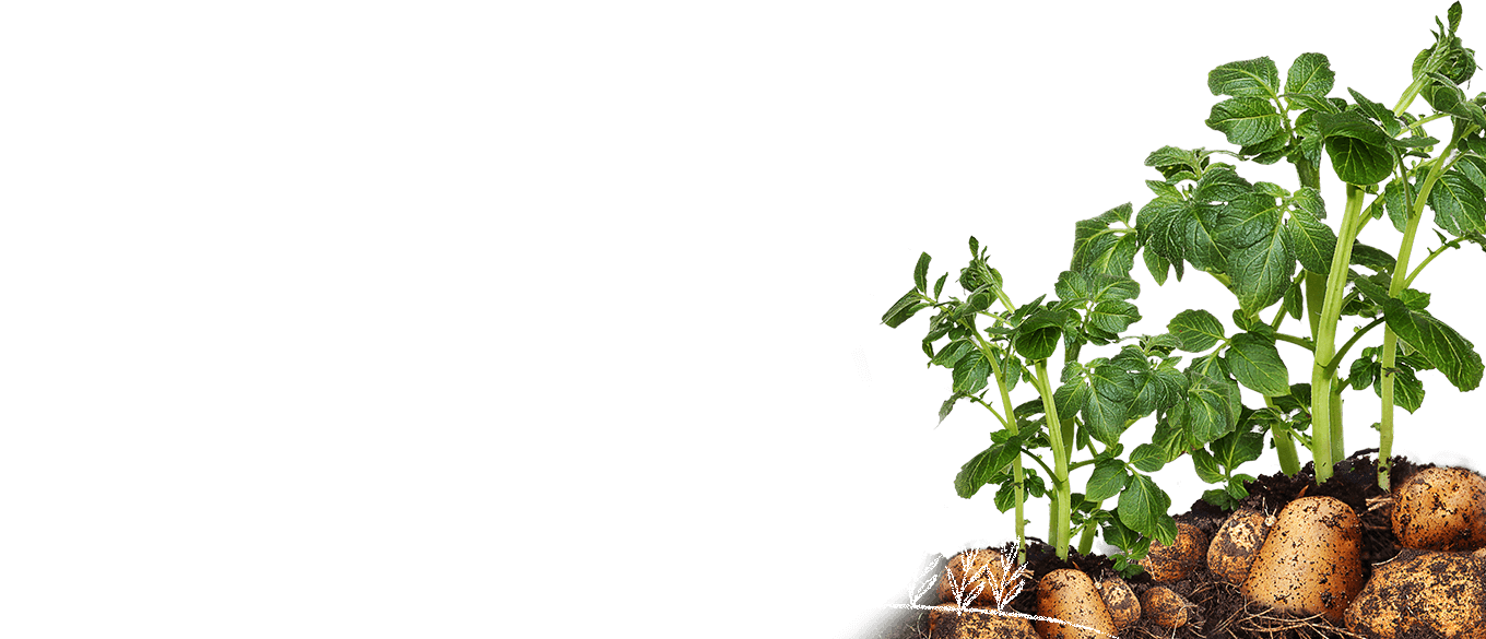 Potato Plant Growth Stages