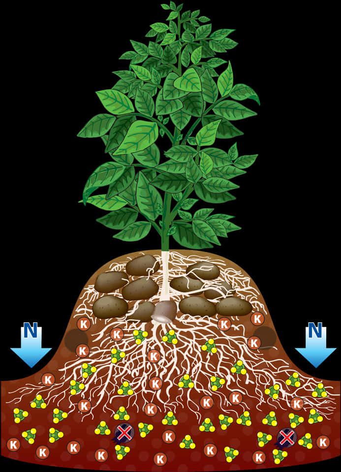 Potato_ Plant_ Structure_and_ Growth.jpg PNG with transparent background