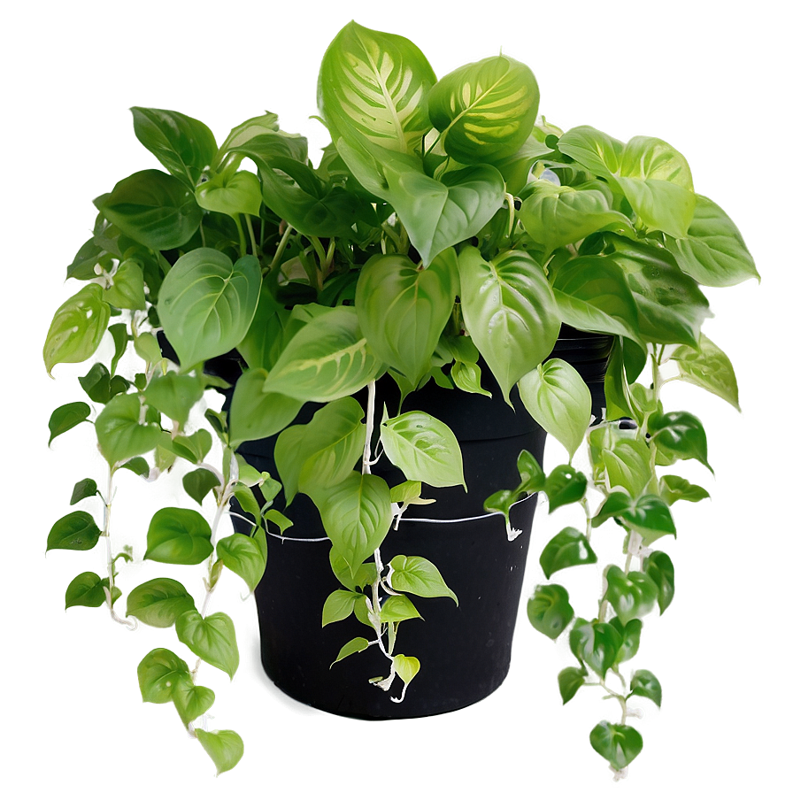 Pothos In Hydroponics Setups Png Gnc