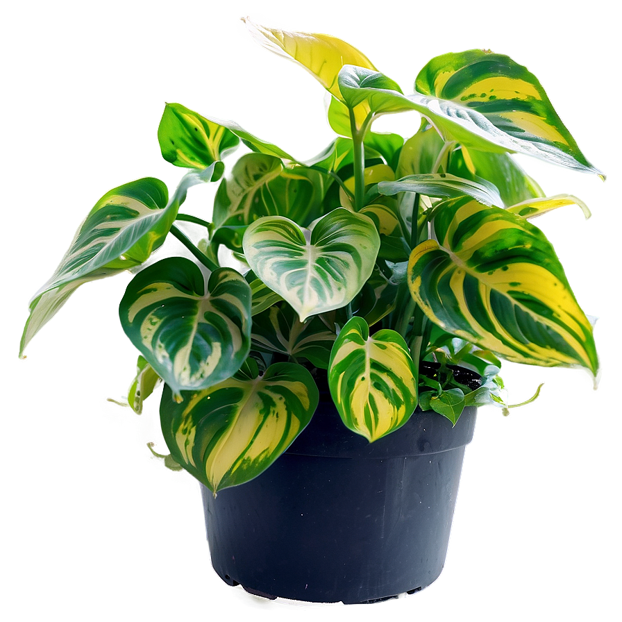 Pothos N'joy Care And Tips Png Jyh