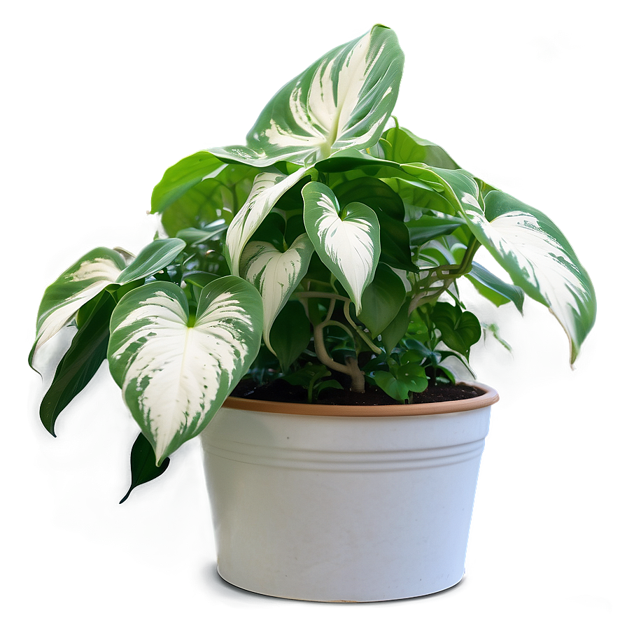 Pothos Plant Fertilizing Schedule Png 06272024