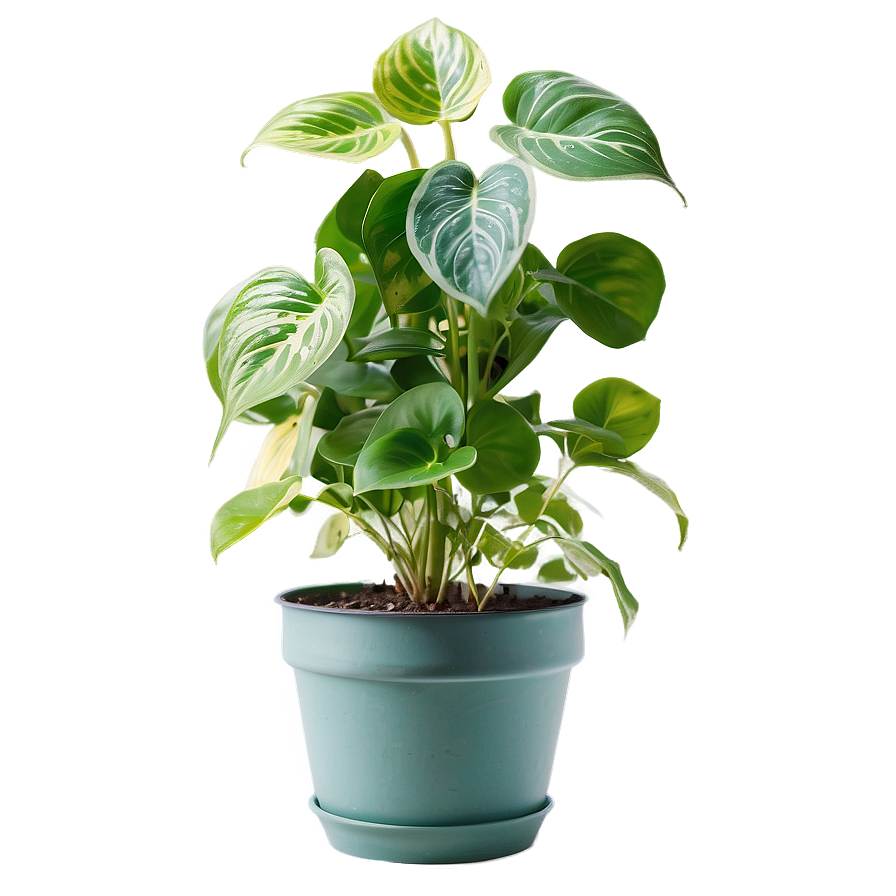 Pothos Plant Fertilizing Schedule Png 25