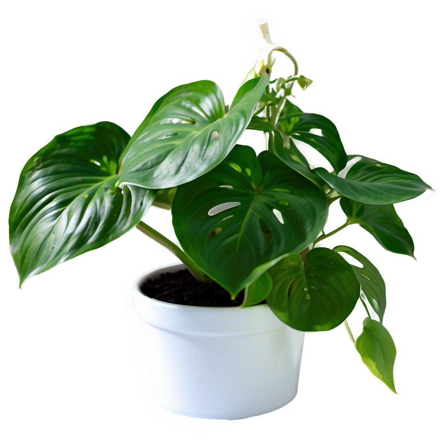 Pothos Plant Gift Ideas Png 06272024