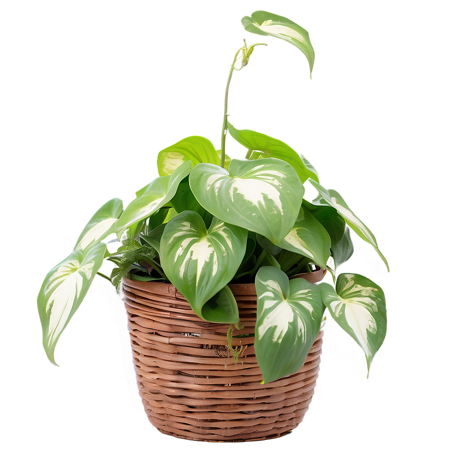 Pothos Plant Health Benefits Png 06272024