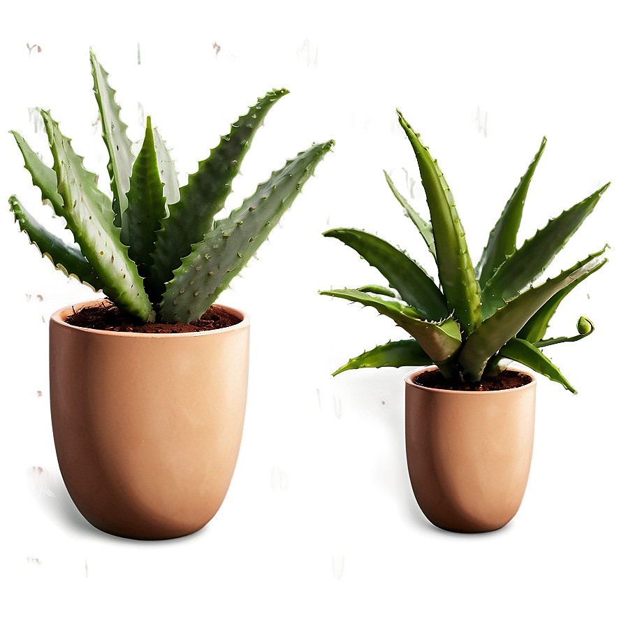 Potted Aloe Vera Plants PNG slt35 PNG image with a transparent background, free high-resolution download