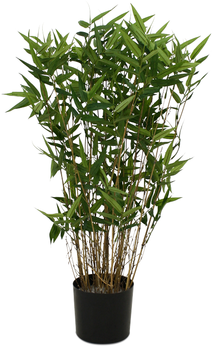 Single Bamboo Tree Png - Potted Bamboo Png, Transparent Png PNG with transparent background