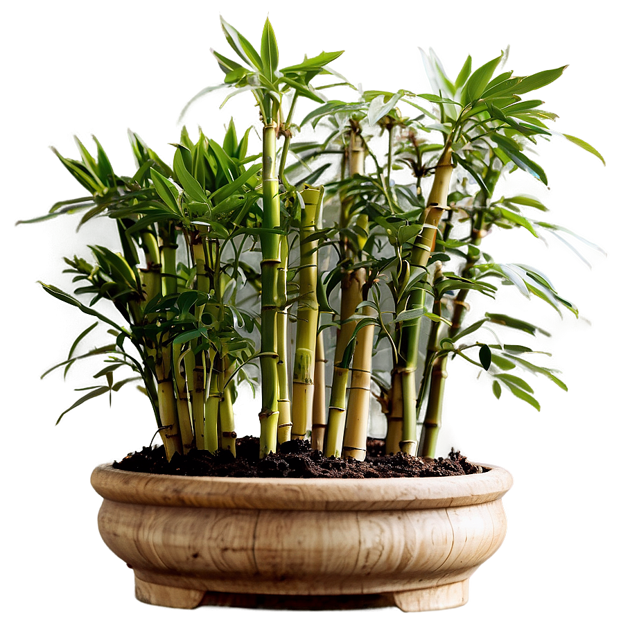 Potted Bamboo Plants PNG 75 PNG image with a transparent background, free high-resolution download