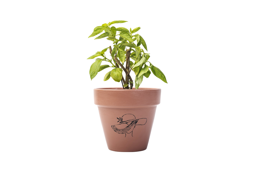 Potted Basil Plant 880x598 PNG image with a transparent background, free high-resolution download