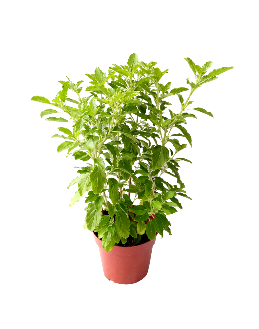 Potted Basil Plant.png PNG image with a transparent background, free high-resolution download