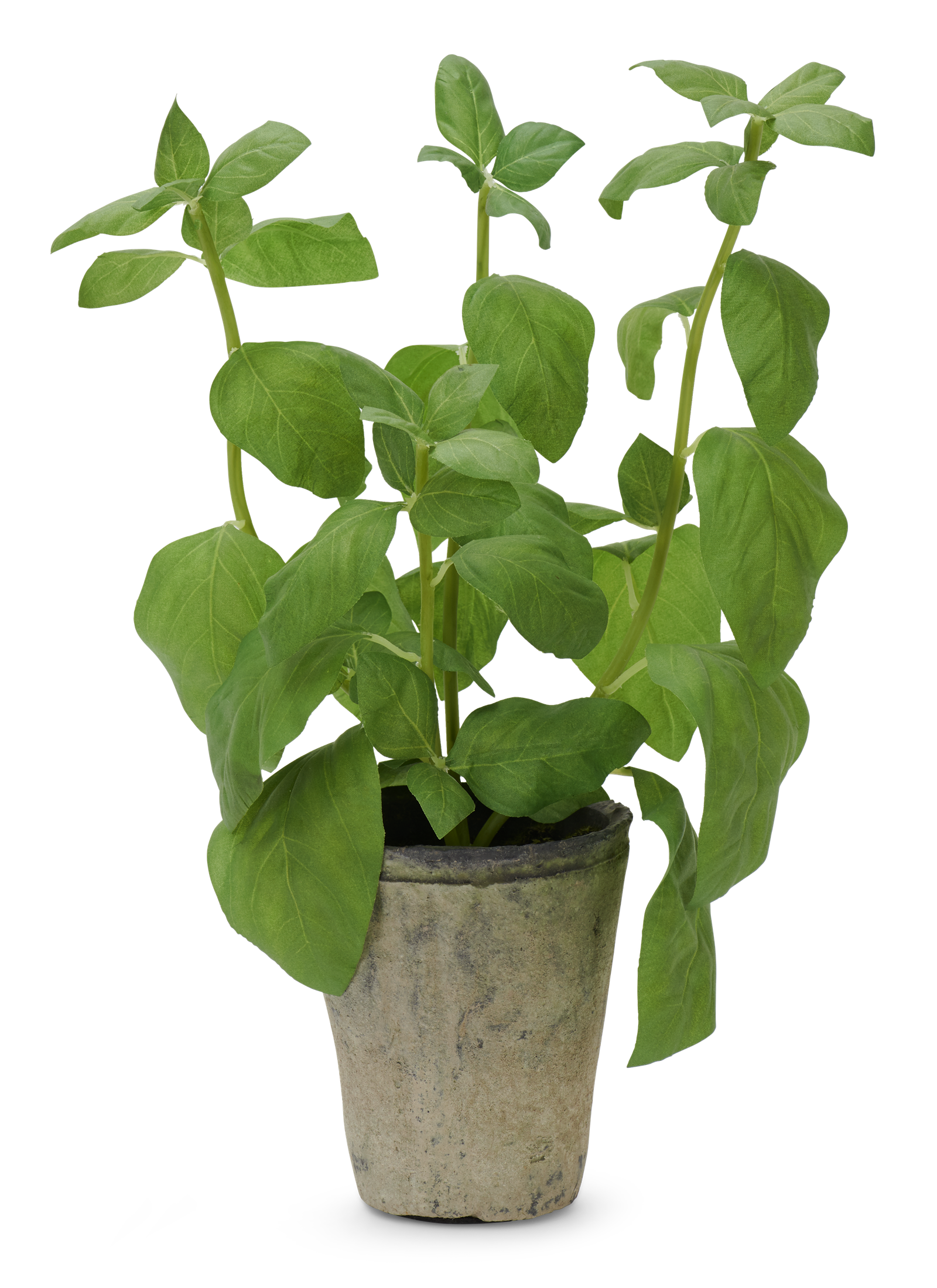 Potted Basil Plant 1600x2200 PNG image with a transparent background, free high-resolution download
