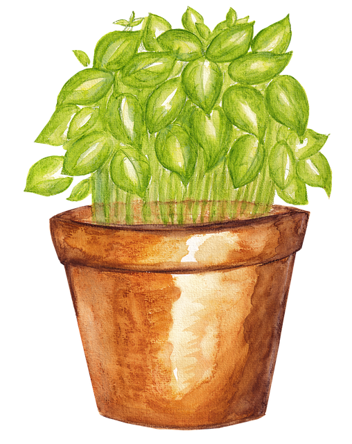 Potted Basil Watercolor Illustration PNG image with a transparent background, free high-resolution download
