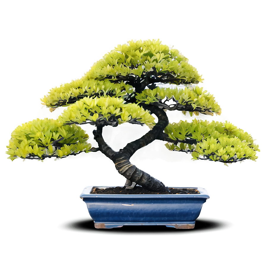 Potted Bonsai Trees Png 74