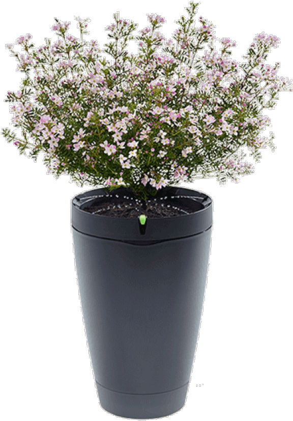 Potted Flowering Plant