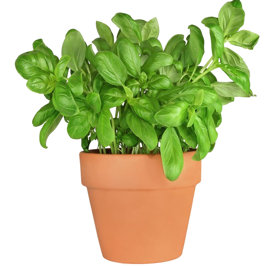Potted Fresh Basil Plant 953x912 PNG image with a transparent background, free high-resolution download