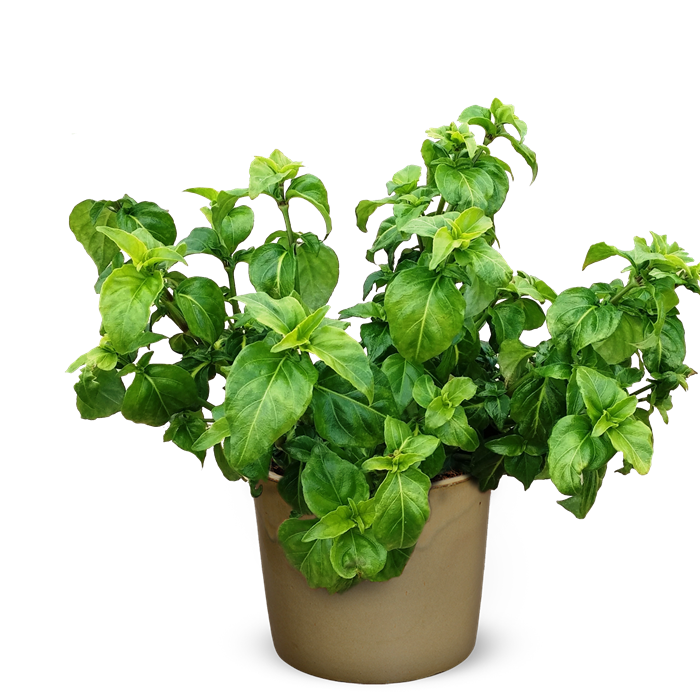 Potted Fresh Basil Plant 700x700 PNG image with a transparent background, free high-resolution download