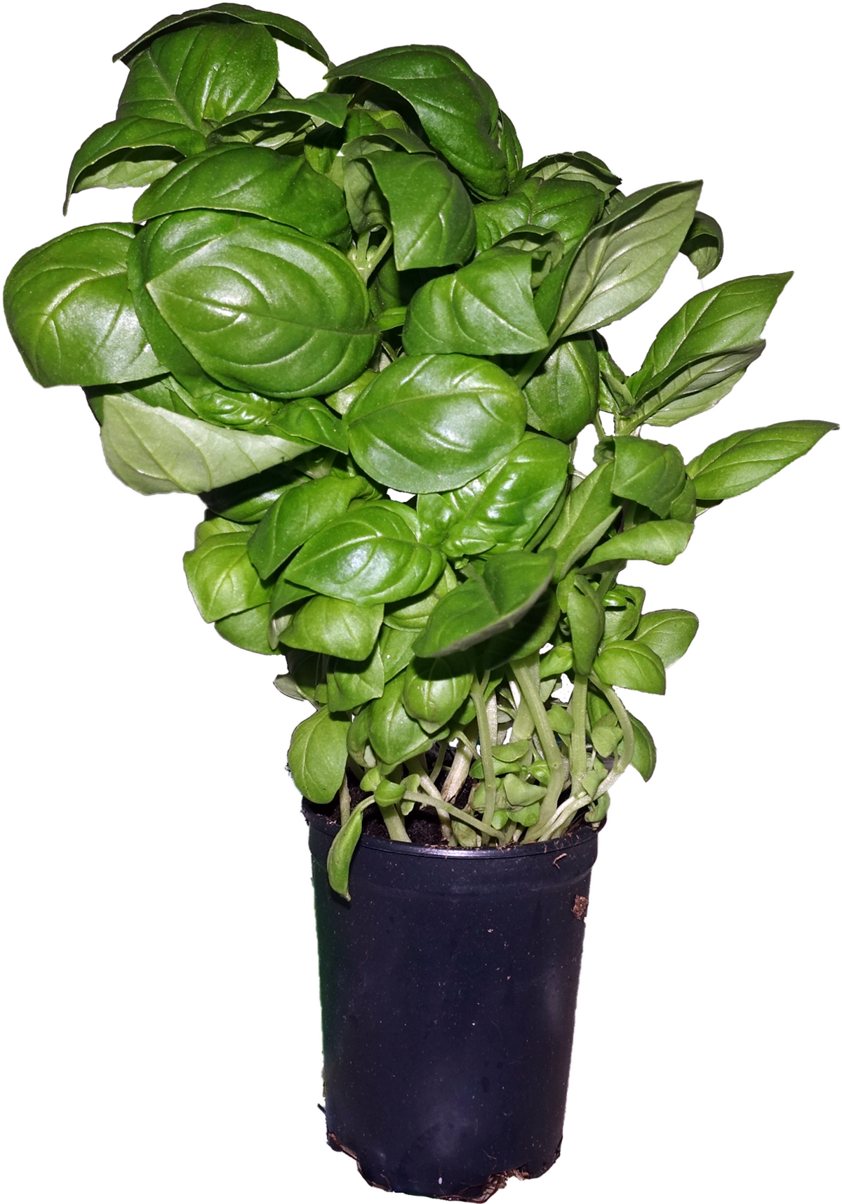 Potted Fresh Basil Plant