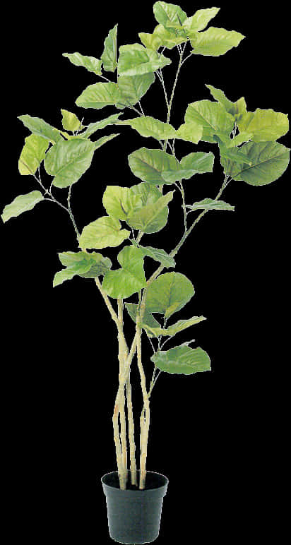 0 Tree Psd, Plant Illustration, Botanical Illustration, - Botanical Plant Illustration Png, Transparent Png PNG with transparent background