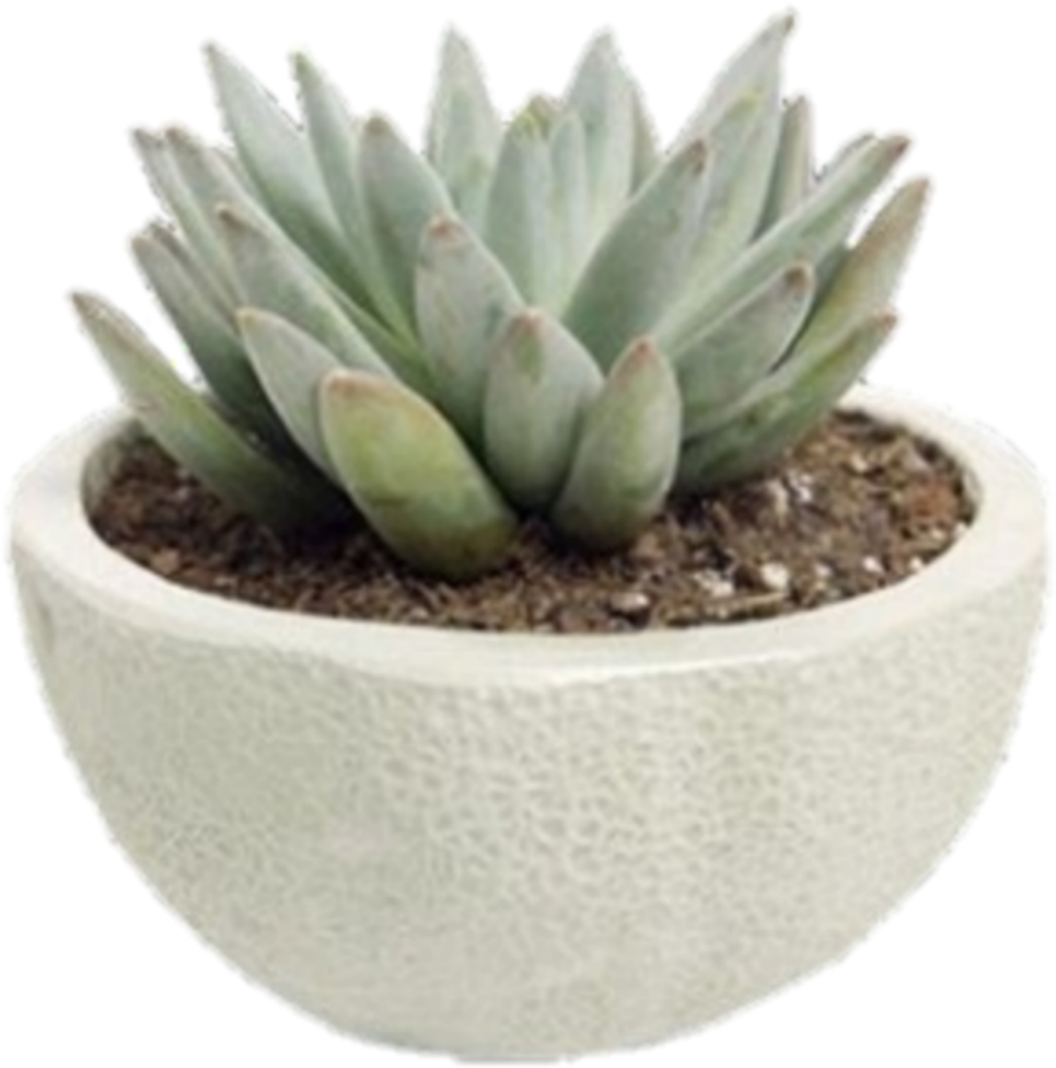 #succulent #plant #roomdecore #instagram #nichememe - Pngs For Niche Memes, Transparent Png PNG with transparent background