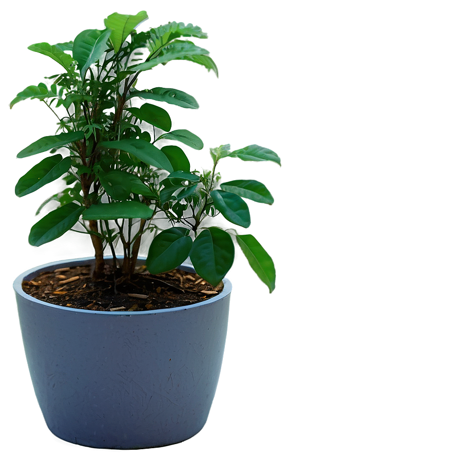 Potted Medicinal Plants Png 06122024