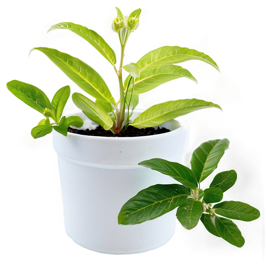 Potted Medicinal Plants Png 56