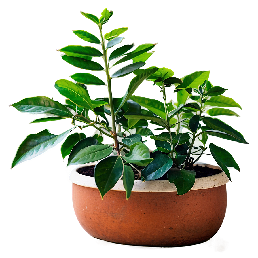 Potted Medicinal Plants Png 62