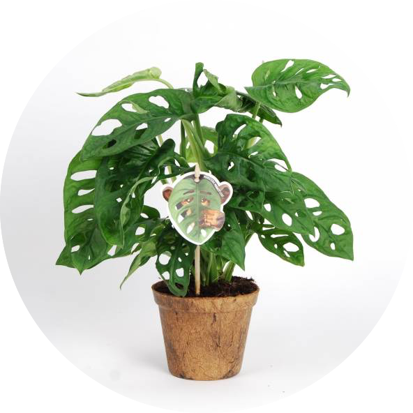 Potted Monstera Deliciosa Plant PNG with transparent background